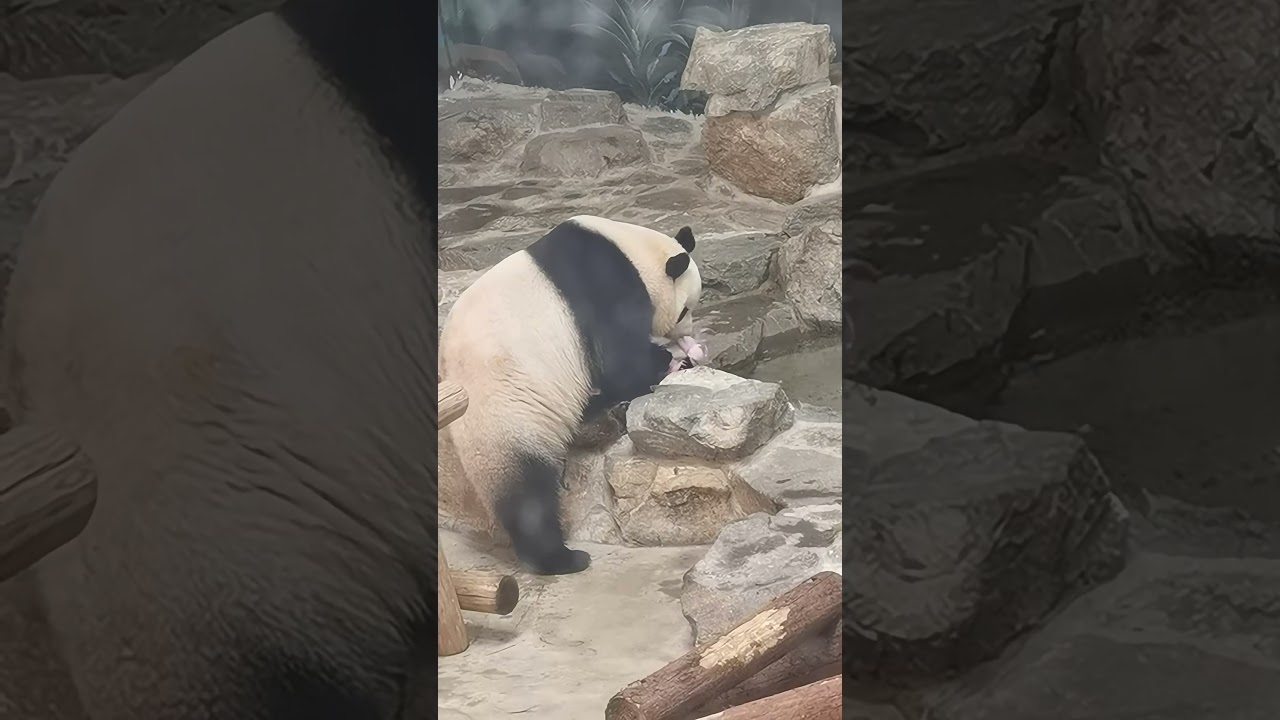 That round, chubby body is just too adorable! 