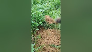 Diệt cỏ gấu bằng phương pháp thủ công, không gây ô nhiễm môi trường #vuondaothaiduong #shorts