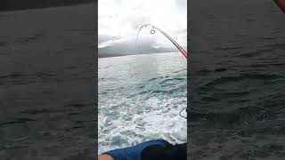 FVF® - Fuerteventura Fishing. ABSURD FIGHT #fuerteventura #fishing #shorts #shortsfeed