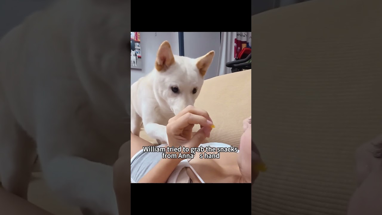 The hostess was kissed by the Jindo dog on the sofa