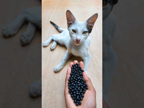 Relaxing ASMR 🌈 Satisfying Cat Beads Fun#shorts #cat #satisfying #asmr #kitten