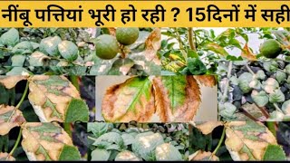 Lemon Plant Leaf Burn: कारण और उपाय । नींबू का पौधा अब नही सूखेगा 
