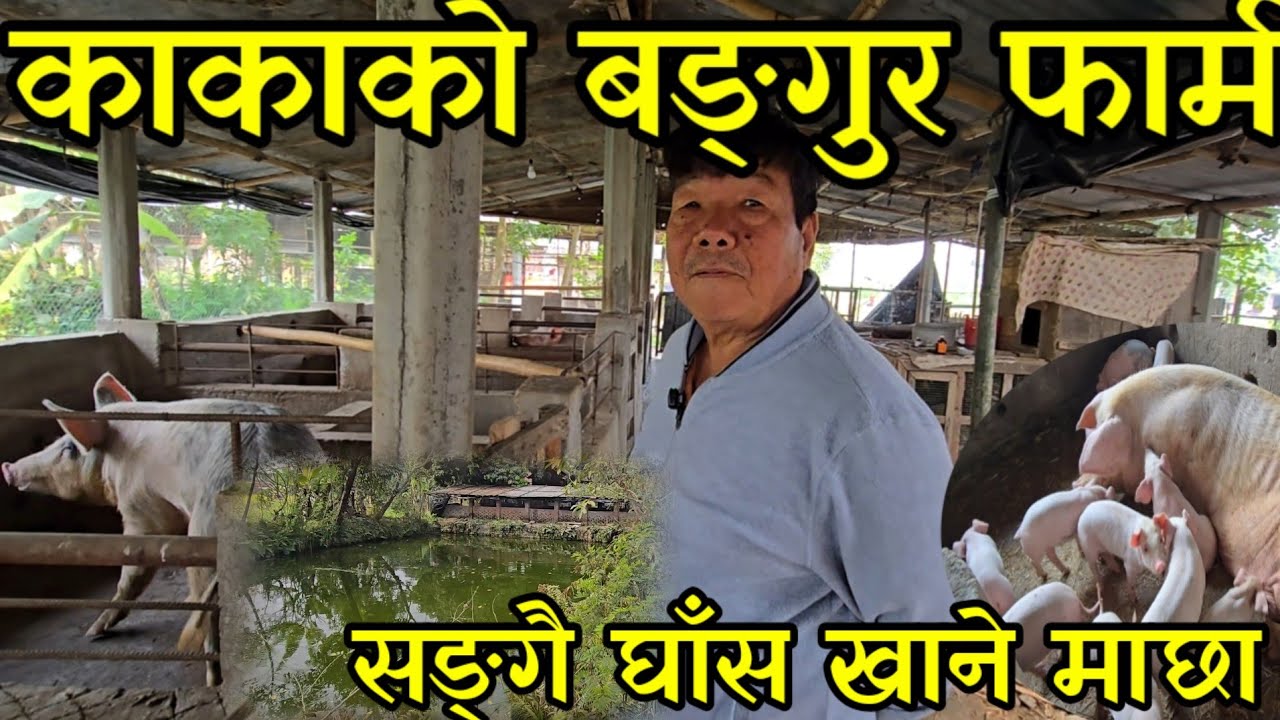 73 बर्से राई काकाले बङ्गुर साथै चारो नखाने माछा पालेर बार्षिक 15 लाख कमाउदै pig farming technique 