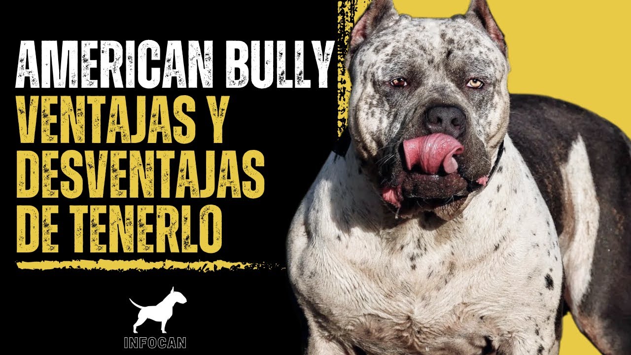 El American Bully: ¿Raza perfecta o mito urbano?