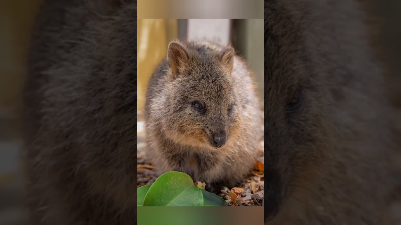 quokka animal hd video🐈 