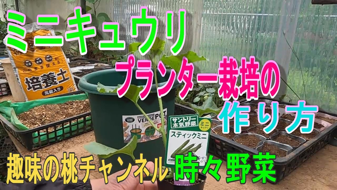 ミニキュウリ プランター栽培の 作り方 22 5 23 Youtube