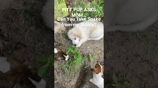 PITT PUP ASKS MOM, CAN YOU TAKE SNAKE FROM MY BUDDY?