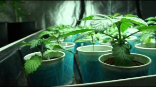 VaderVision - Cannapocalypse Day 15