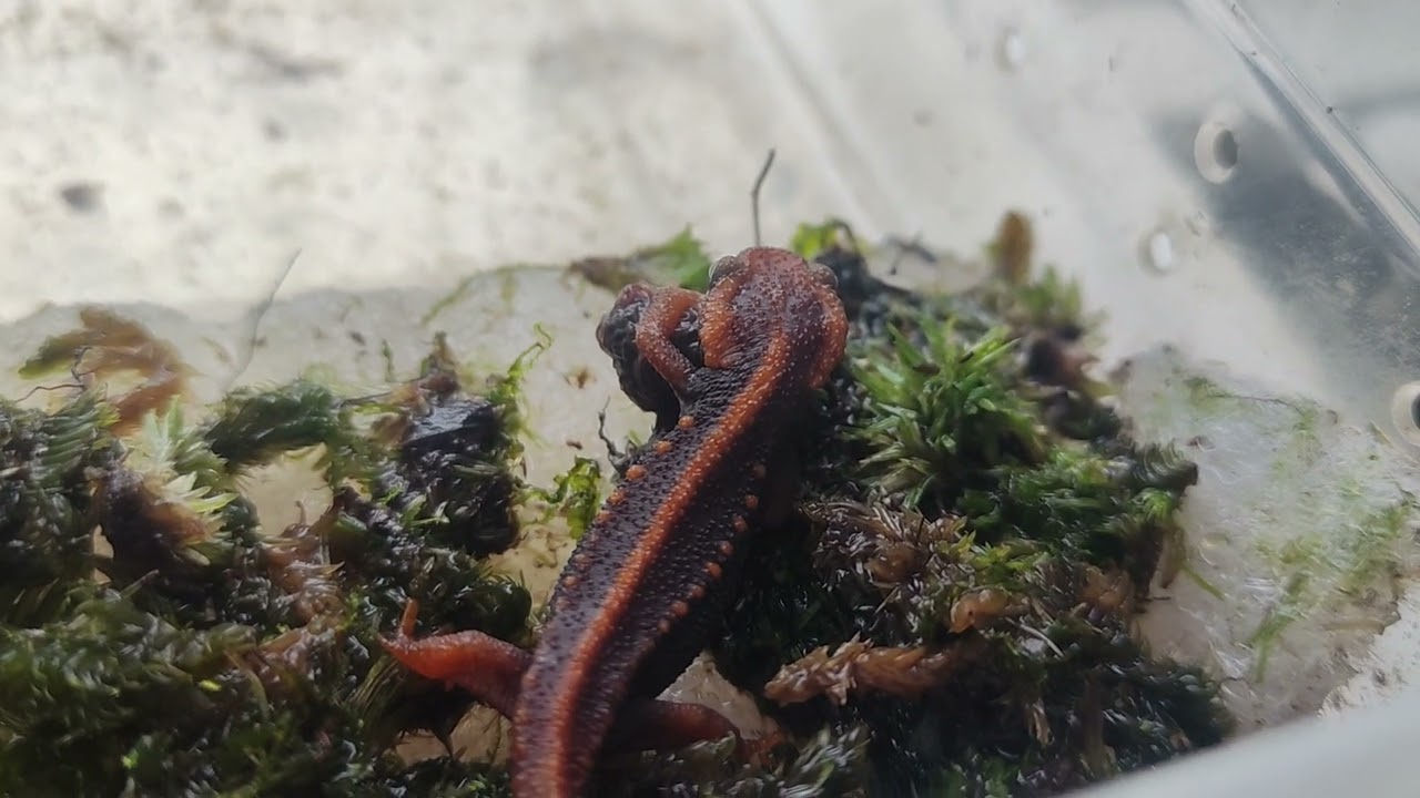Emperor Newt eat worm