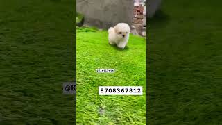 White Shihtzu Puppy|Delivery All Over India #shorts #ytshorts #shihtzu #dog #pets #toybreed