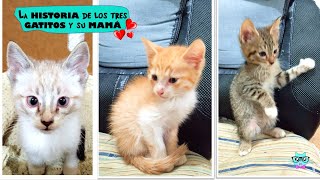 ¿Porqué Adopté 3 Gatitos Bebés?  La Historia de la Mama de mis Gatos