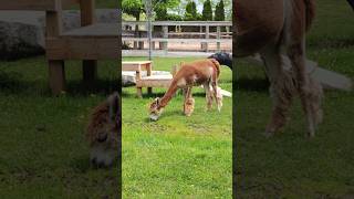 alpacas at lunchtime eating #alpacas #animal #animals #toronto #trending #viral #shortsviral #vlog