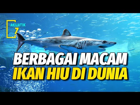 Video: Spesies hiu, nama, fitur, dan fakta menarik