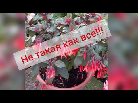 Video: Gartenmeisteri fuksia hooldamine: õppige aedmeistri fuksia kasvatamise kohta