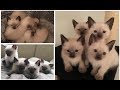 Kittens Time Lapse" 50 days in 5 minutes!! Family fun!