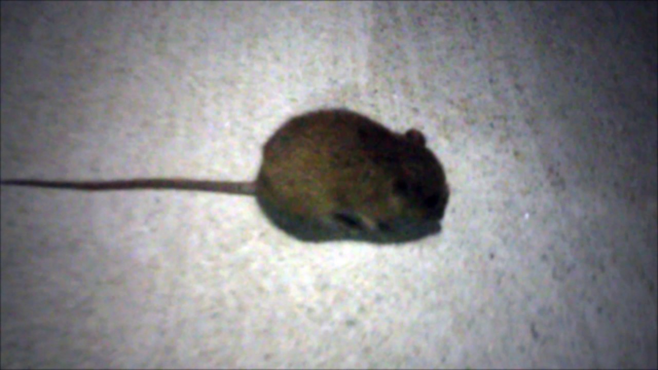 mouse running around living room