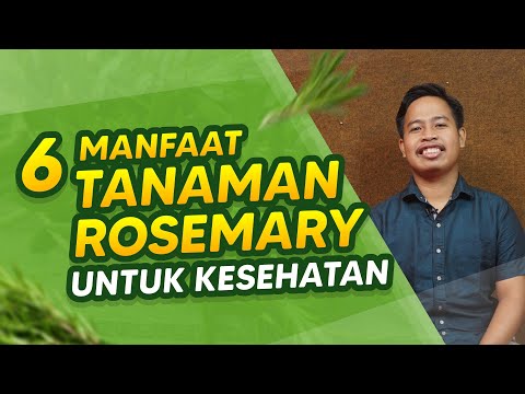 6 Manfaat Tanaman Rosemary Untuk Kesehatan || Essential Oil Rosevara