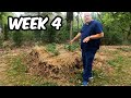 No Dig Potato Garden Update. Week 4 Russet, Red and Sweet Potatoes