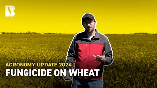 Fungicide On Wheat | Beck's Agronomy Update