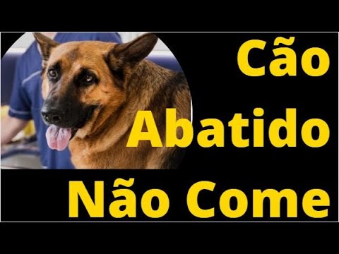 Vídeo: Meu animal de estimação não vai comer. Ele é anoréxico?