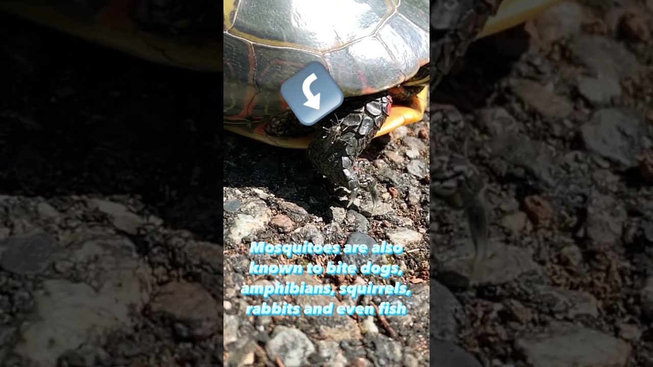 Mosquito Turtle Action