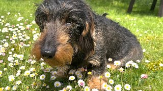 Cute dachshund loves daisies  #TeddyTheDachshund