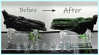 [모스수초 습식활착 하기] Moss plant