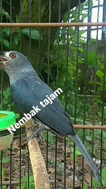 srigunting abu abu nembak panjang