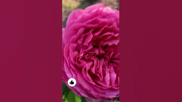 Что любят розы при посадке? 🌹