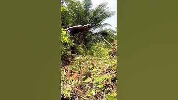 Harvesting cassava part 740 #shorts #farming #cassava #nature  #cassavaroots #cassavafarming