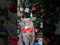 👉Подписывайся👈Спасибо за обратную связь 😻#Фединыбудни#юмор#котики#cat