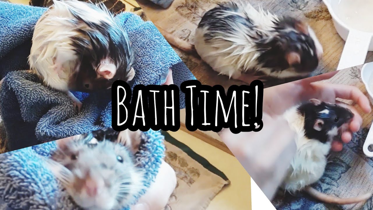 How To Give a Rat A Bath! YouTube