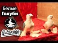 БЕЛЫЕ ДВУХЧУБЫЕ ГОЛУБИ / PIGEONS / TAUBE #Gulsarino