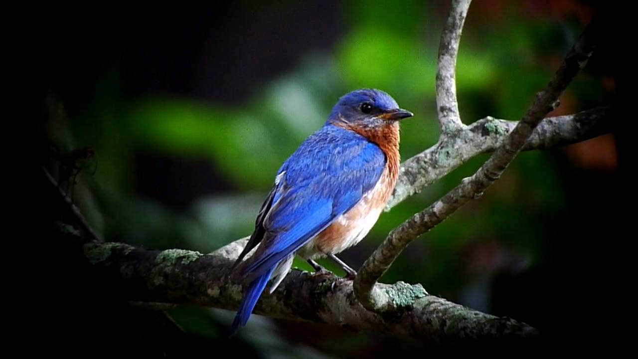 Blue Bird In Eastern Bluebird Hd.