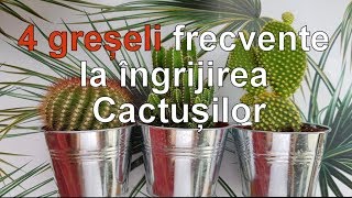 4 greseli frecvente la ingrijirea cactusilor