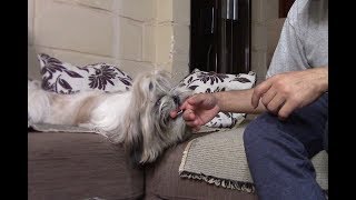 Как отучить щенка кусаться? (бегает за ногами, кусает руки) | Воспитание ши тцу
