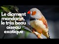 Le diamant mandarin le trs beau oiseau exotique