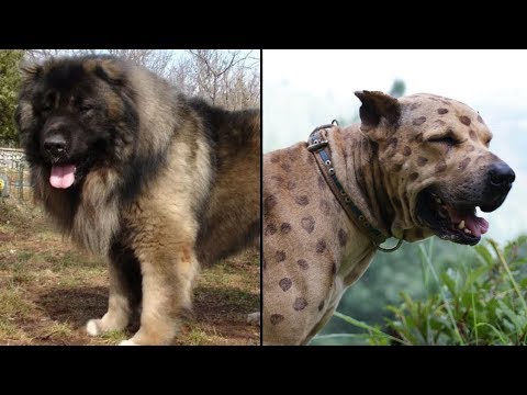 Video: Bergamasco Köpek Cinsi Hipoalerjenik, Sağlık Ve Ömür