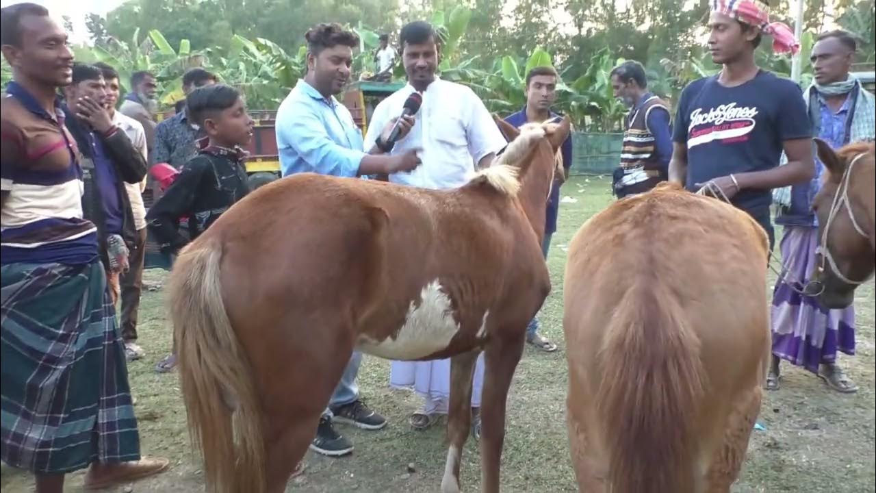 Tulsipur Horse Market BD Horse price in Bangladesh l ঘোড়ার দাম শুনুন