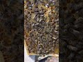 100s of Bees taking Care of Brood! 🐝☀️ #bees
