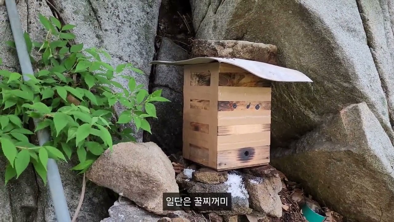 누구나 초보토종벌 통 설치 방법! 진짜 빠질수밖에 없는 토종벌초보 주목! 5호! 6호! 
