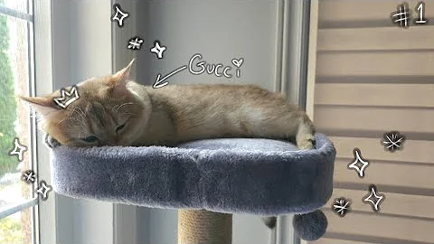 Video 3277901: british shorthair kittens, pure british, british hair, cat meets, breed, pets