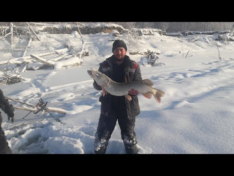 ЗИМНЯЯ РЫБАЛКА НА ЖЕРЛИЦЫ 01 01 2020 НА ИРТЫШЕ СУДАК ЩУКА НАЛИМ.
