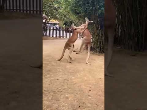 Kanguru boks maçı