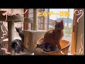 猫用品購入‼︎メインはキャットタワー!