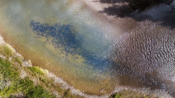 The state of salmon in Canada