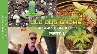 Old Dog Grows Popped an Auto...Part 1 “Quick&Easy?” Growing a Cannabis Autoflower for the First Time
