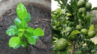 How To Grow Kaffir Lime Fast And Grow Well Newmethods - My Agriculture