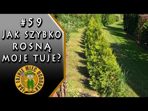 Wideo: Wzrost Tui: Jak Szybko Rośnie? Tempo Wzrostu Tui Rocznie. Jak Przyspieszyć Wzrost Tui, Jeśli Słabo Rośnie? Jak Zatrzymać Wzrost?