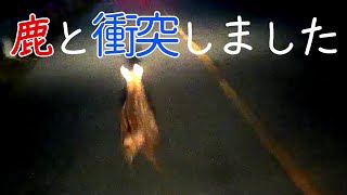 044 鹿 衝突 衝撃映像